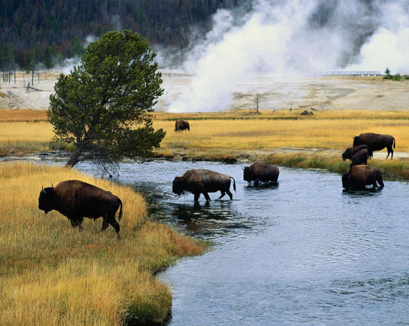 Обои картинки фото животные, зубры, бизоны