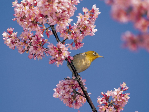 Обои картинки фото животные, белоглазки