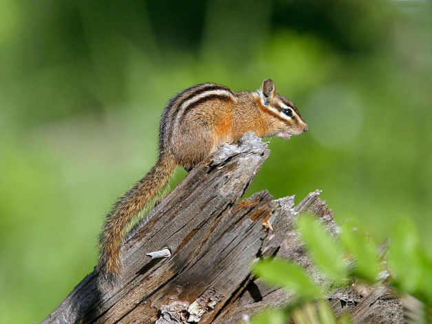 Обои картинки фото животные, бурундуки