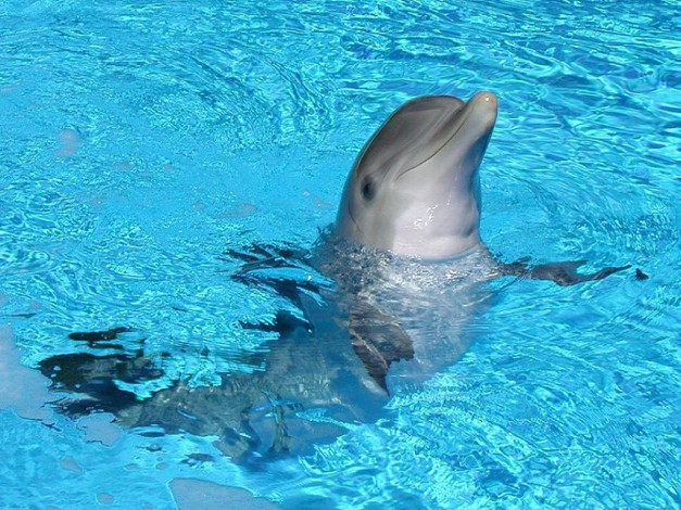 Обои картинки фото животные, дельфины