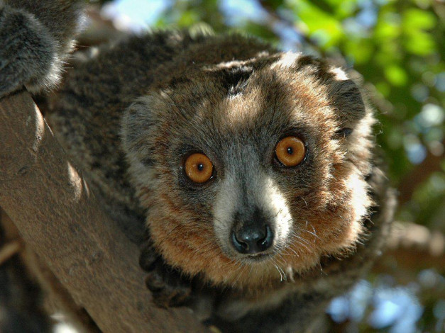 Обои картинки фото животные, лемуры