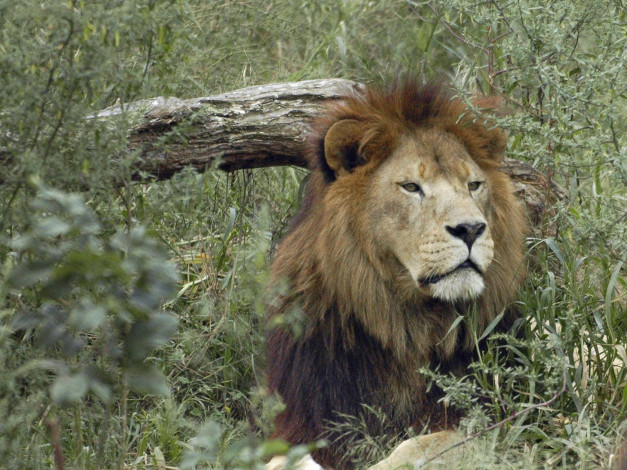 Обои картинки фото животные, львы