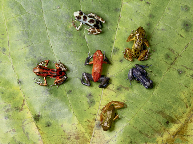 Обои картинки фото животные, лягушки