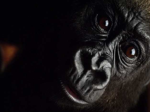 Обои картинки фото животные, обезьяны