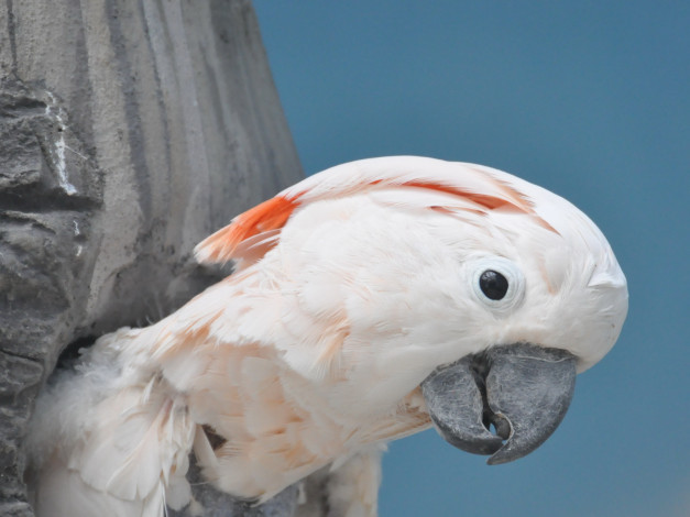 Обои картинки фото животные, попугаи