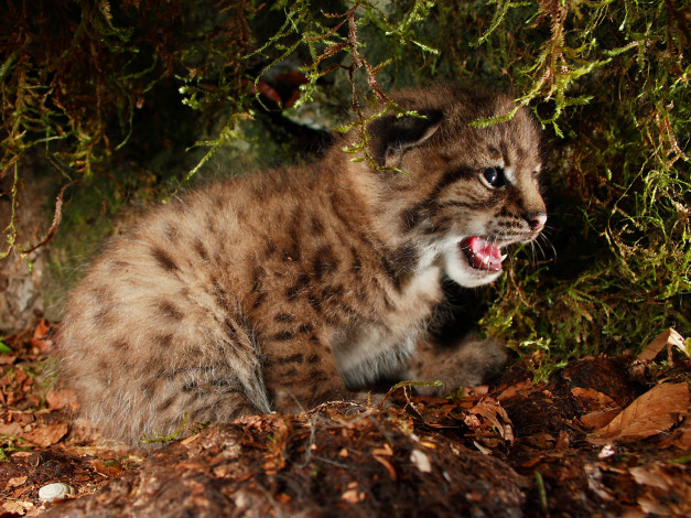 Обои картинки фото животные, рыси