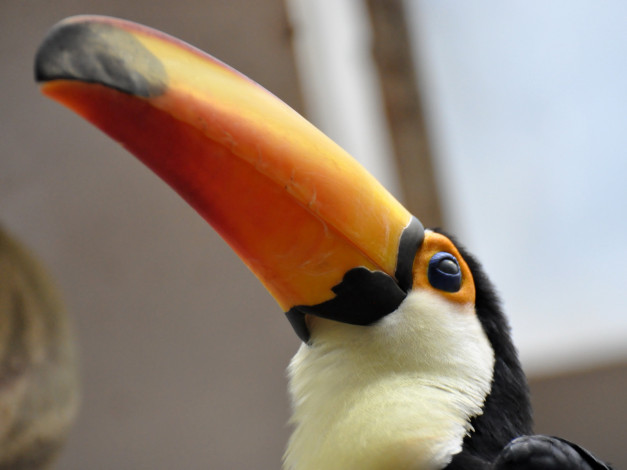 Обои картинки фото животные, туканы