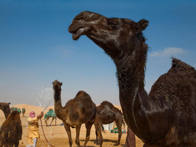 Обои картинки фото животные, верблюды