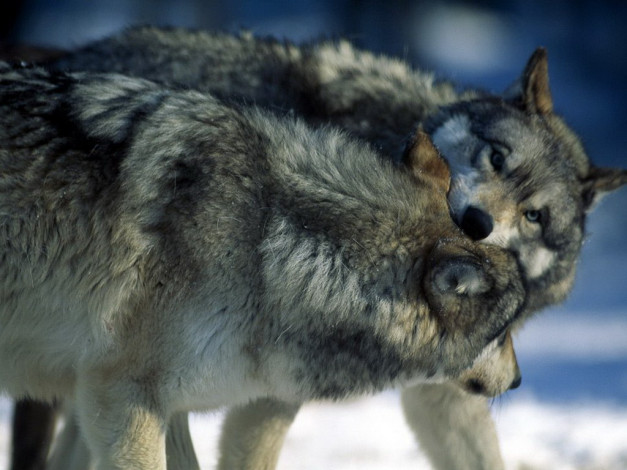 Обои картинки фото животные, волки