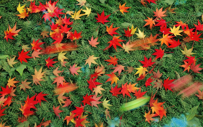 Обои картинки фото природа, листья