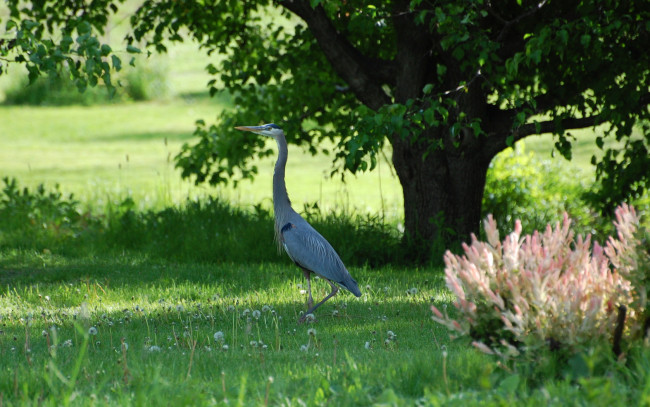 Обои картинки фото животные, цапли