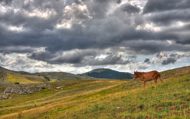 Обои картинки фото животные, лошади