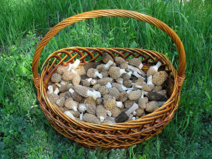 Картинка еда грибы грибные блюда