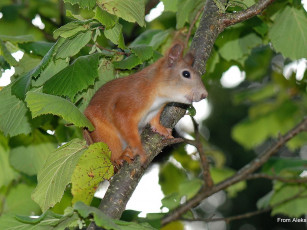 Картинка авт alek pudov животные белки
