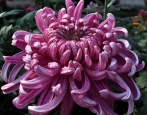 Картинка цветы хризантемы хризантема