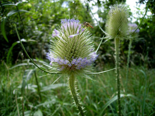 Картинка цветы Чертополох репейник бутон
