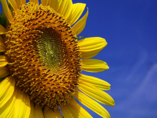 Картинка цветы подсолнухи подсолнух