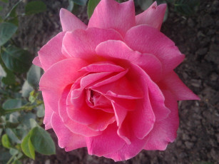 Картинка цветы розы роза