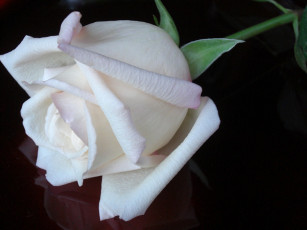 Картинка цветы розы роза