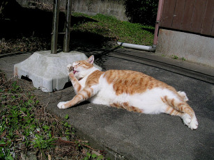 Картинка животные коты кот