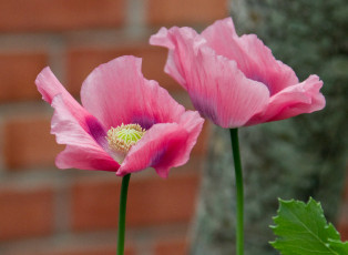 Картинка цветы маки