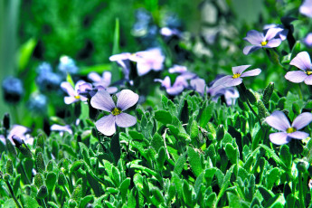 Картинка цветы трава зеленый фон