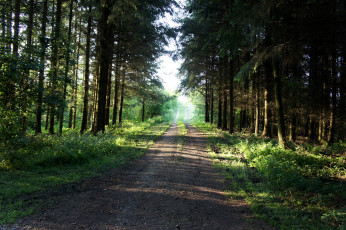 Картинка дания обенро природа дороги лес