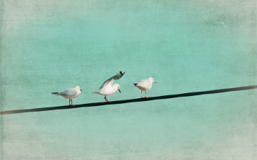 Картинка животные Чайки бакланы крачки цвет стиль птицы