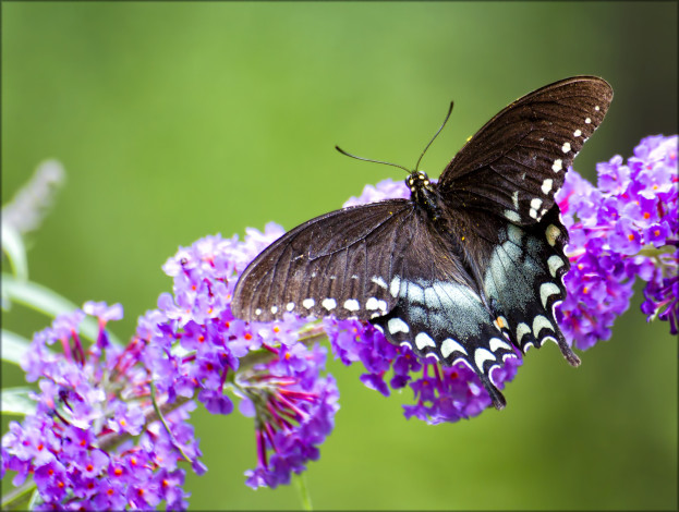 Обои картинки фото животные, бабочки, бабочка