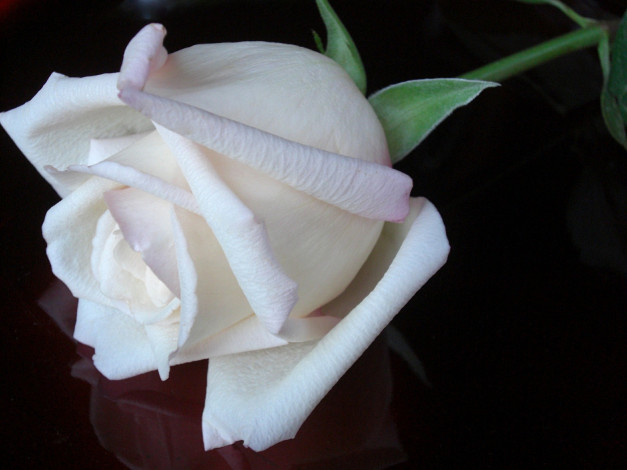 Обои картинки фото цветы, розы, роза