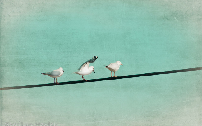 Обои картинки фото животные, Чайки, бакланы, крачки, цвет, стиль, птицы