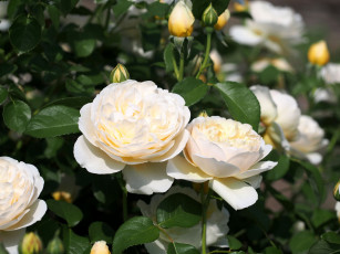 Картинка цветы розы бутоны