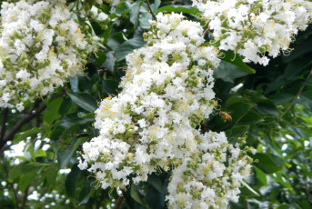 Картинка цветы лагерстрёмия индийская сирень