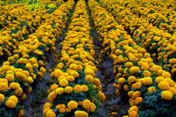 Картинка цветы бархатцы чернобривцы