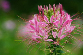 Картинка цветы клеомы нежность