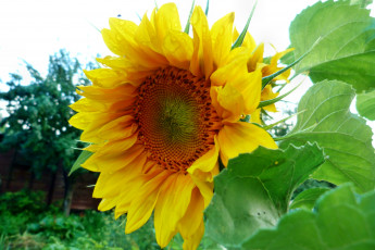 Картинка цветы подсолнухи листья подсолнух корзинка