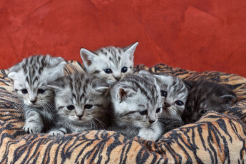 Картинка животные коты котята