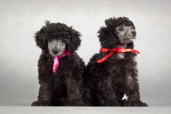 Картинка животные собаки пудель