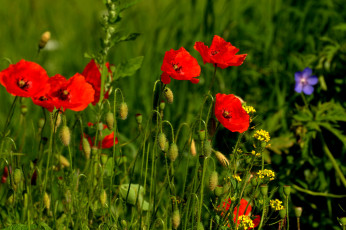Картинка цветы маки сад