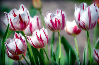 Картинка цветы тюльпаны пестрый