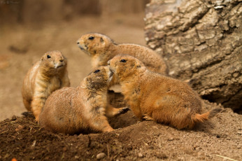 Картинка животные суслики сурки