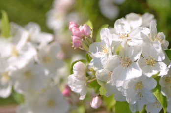 Картинка цветы цветущие деревья кустарники весна цветение