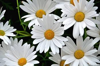 Картинка цветы ромашки белый