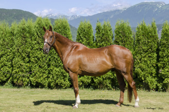 Картинка животные лошади красавец гнедой