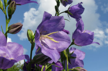 Картинка цветы колокольчики небо макро