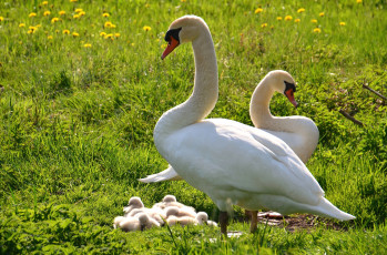 Картинка животные лебеди семья птенцы
