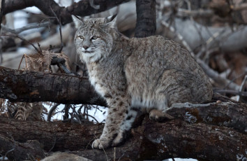 Картинка животные рыси кошка