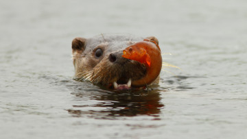 Картинка животные выдры каланы ондатры добыча рыба выдра вода