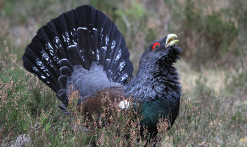 Картинка животные глухари тетерева фазаны луг трава токовище глухарь оперение