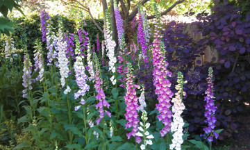 Картинка цветы дигиталис наперстянка foxgloves сад